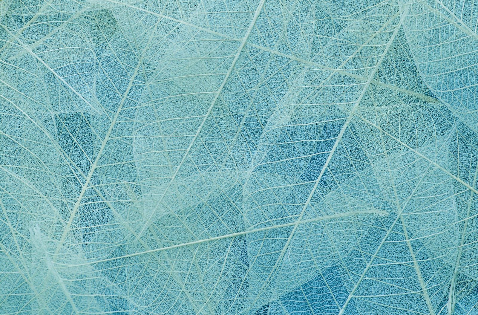 The image shows a pattern of translucent, overlapping leaves in shades of blue, showcasing intricate vein structures.